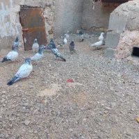 بلو|پرنده|ایرانشهر, |دیوار