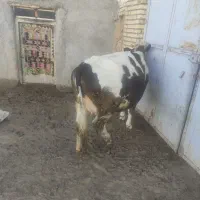 دو تا گاو شیری|حیوانات مزرعه|تکاب, |دیوار