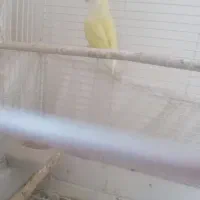 طوطی برزیلی