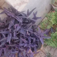 گل‌های خانگی سرحال وشاداب