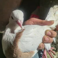 کبوتر|پرنده|سلماس, |دیوار