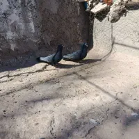 ی جفت زاغ خوشگل|پرنده|گنبکی, |دیوار