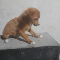 نژاد شیواوا ۲