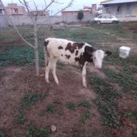 گوساله سیمینتال