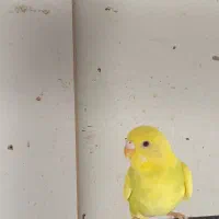مرغ عشق