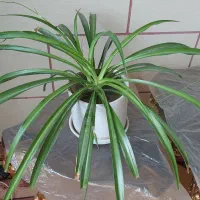 تعدادزیادی گل وگلدون طبیعی وزیبا همش باهم ۵۰۰