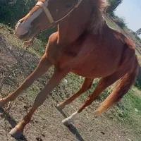 کره.اسب|اسب و تجهیزات اسبسواری|مینودشت, |دیوار