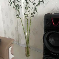 گلدان شیشه ای خارجی با گل بامبو پیچ|گل و گیاه طبیعی|مشهد, شهرک امام هادی (شهرک غرب)|دیوار