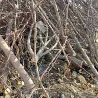 چوب ذغالی درجه یک