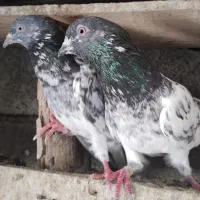 کبوتر کمانگر تیدی