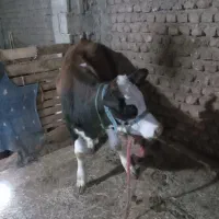 گوساله دورگ سیمینتال