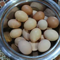 تخم مرغ بومی تازه