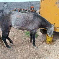 اسب نریان 5ساله