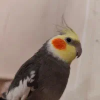 عروس هلندی گمشده