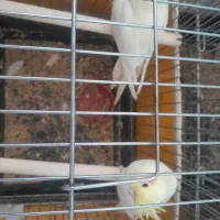 عروس هلندی|پرنده|مهریز, |دیوار