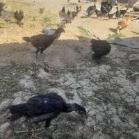 مرغوخروسلاریوبرهما|حیوانات مزرعه|لیلان, |دیوار