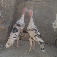 یک جفت جوجه بوقلمون