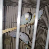 تعدادی مرغ عشق ابروبادی|پرنده|یزد, |دیوار