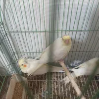 جوجه عروس هلندی سرلاکی ۳تاش ۱۵۰۰