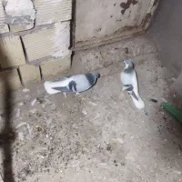 چپ کبود خوشرنگ کبود درجه یک|پرنده|اسفرورین, |دیوار