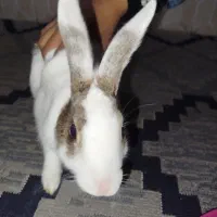 خرگوش نر|موش و خرگوش|بیرجند, |دیوار