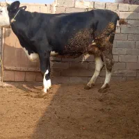 گاو شیری سمینتال اصل