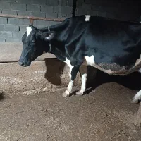 گاو هلیشتان شیری