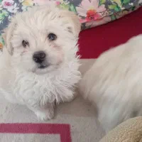 تریر بازیگوش