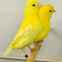 فروش انواع قناری چمنی سرخ برفکی نر شلاقی|پرنده|شهرضا, |دیوار