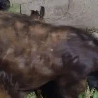 دوتا گوسفند