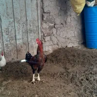 خروس لاری جوون