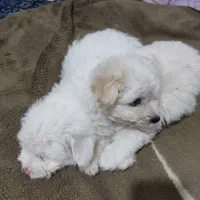 سگ کوچولو|سگ|بندرعباس, |دیوار