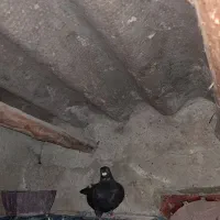 کبوتر دورگ|پرنده|خان ببین, |دیوار