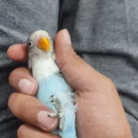 کوتوله 3ماه و نیمه نر|پرنده|فریمان, |دیوار