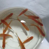 ماهی مولیگوپی میگوسوارترزبراکالربریچاردی مزرعه آبی|ماهی|یزد, |دیوار