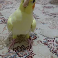 عروس هلندی