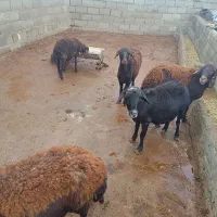 گوسفند با یه بره نر|حیوانات مزرعه|قیدار, |دیوار