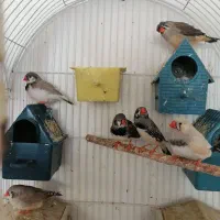 فنچ کینگ و لپ سیاه مفت