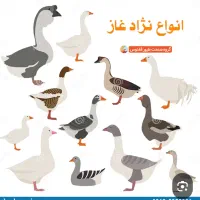 جوجه کشی تخم نطفه‌دار (حیوانات مزرعه)