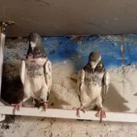 کفتر|پرنده|شهریار, شهرک امیریه|دیوار