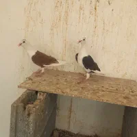 دوکت پلاکی