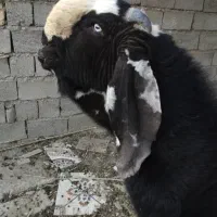 نربز پنجاب|حیوانات مزرعه|سراوان, |دیوار