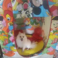 فروش سگ آپارتمانی.|سگ|شاهین‌شهر, طالقانی|دیوار