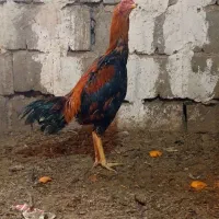 معاوضه بزغاله با خروس لاری