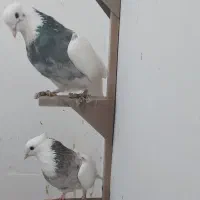 طوقی  ودمسفید|حیوانات|زرند, |دیوار