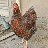 تخم نطفه دار ویاندوت|حیوانات مزرعه|قائمشهر, |دیوار