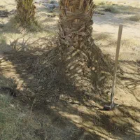 فروش 30عددگوک ربی|گل و گیاه طبیعی|ایرانشهر, |دیوار