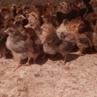 جوجه مرغ و خروس محلی رسمی گلپایگان تخم گذار.اردک