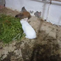 نرماده خرگوش|موش و خرگوش|کرمان, |دیوار