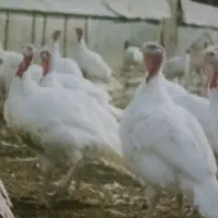 فروش بوقلمون